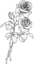 coloriage deux tiges de roses